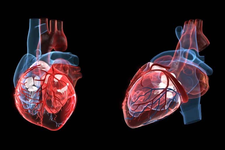 Anatomy of a human heart, front and side view, 3d illustration غيتي