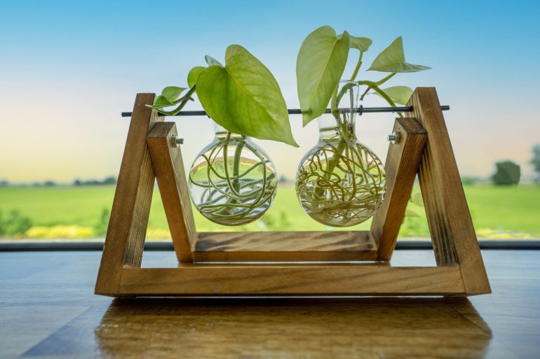 golden pothos or devil's ivy in glass tube hanging on wooden stand as an ornamental plant for home decoration