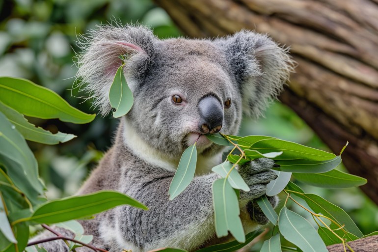 koala eating eucalyptus australia wildlife