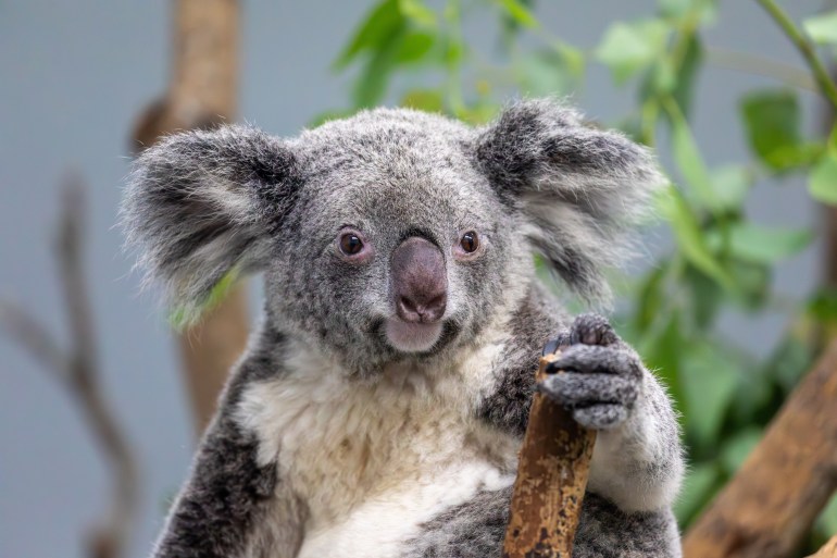 in taipei zoo, the koala, an elder, resembles master yoda, showing signs of aging and using a cane.