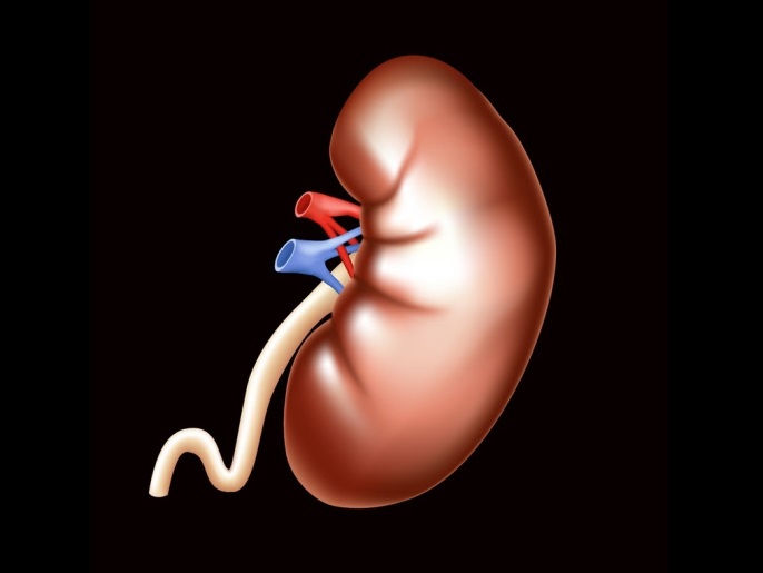 الكلى كلى فشل كلوي kidney renal كلية