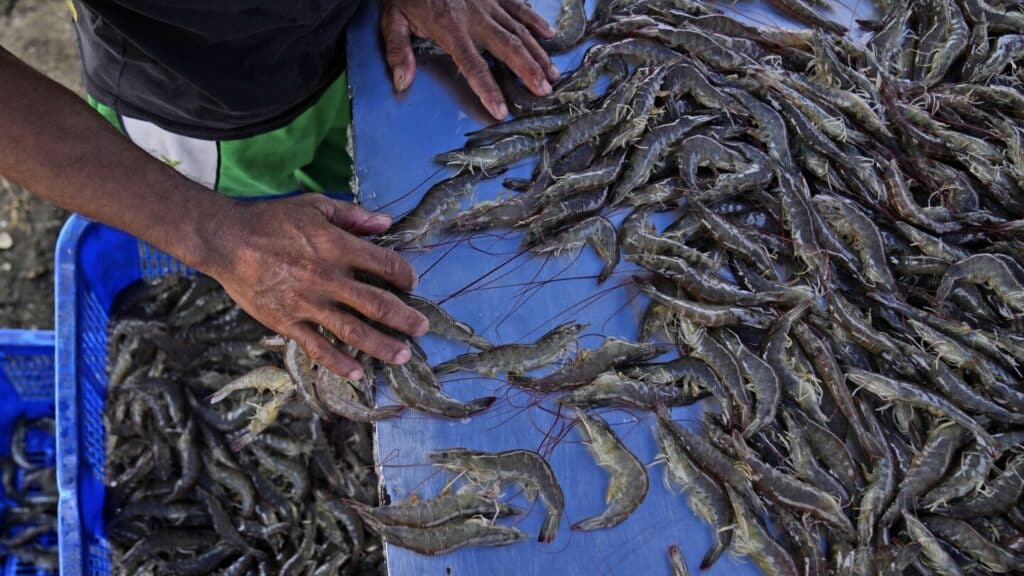 As big supermarkets pursue profits, new research shows growing exploitation of shrimp farmers