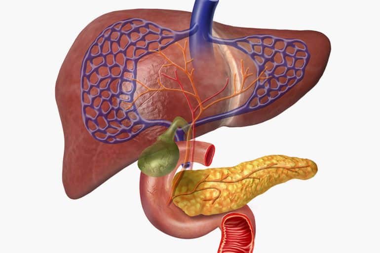 human liver system cutaway, with pancreas, duodeno, gallbladder, veins and arterias. on white background with clipping path included. كبد، بنكرياس، اثني عشر، مرارة، جهاز هضمي، سكري، انسولين، إنسولين 222222