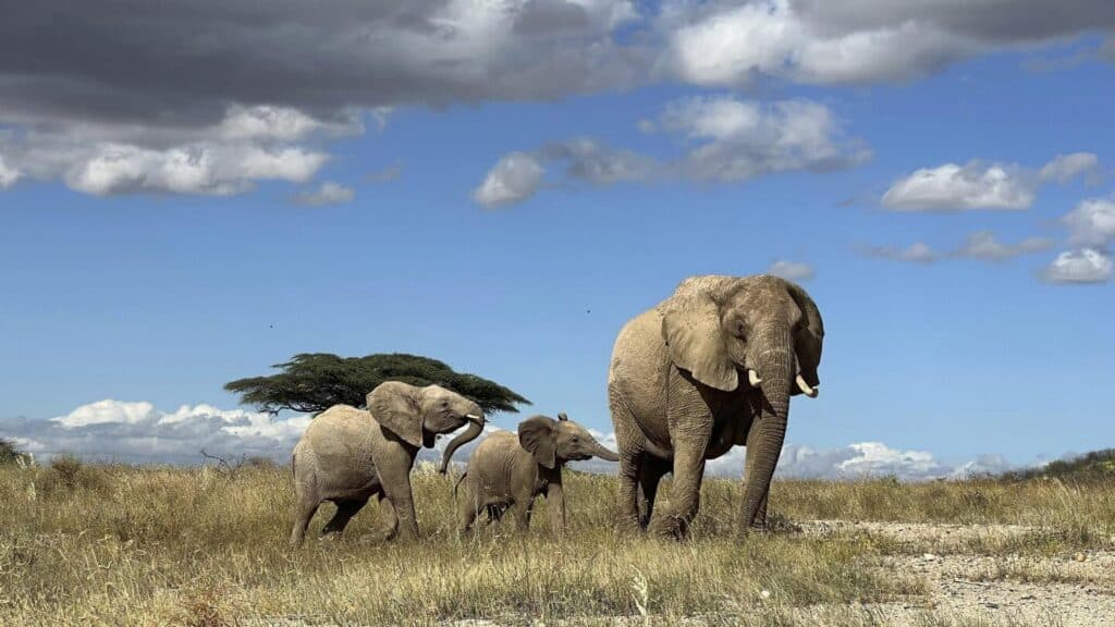 African elephants call each other by unique names, new study shows