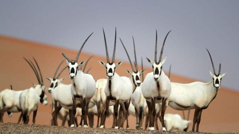 Arabian oryx: Back from the brink