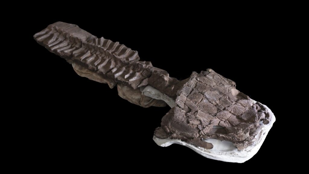 Fossils show huge salamanderlike predator with sharp fangs existed before the dinosaurs