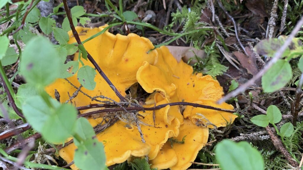 Mushrooms foraged in Sweden could help research Chernobyl fallout