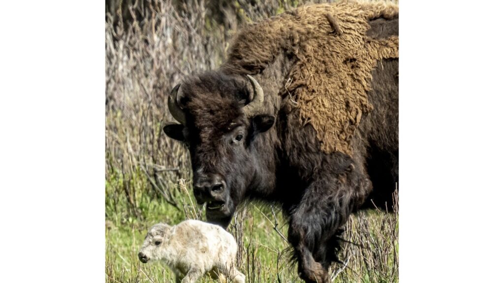 What could make a baby bison white?