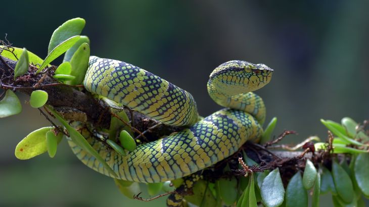 trimeresurus insularis is a venomous pit viper species found in eastern java and the lesser