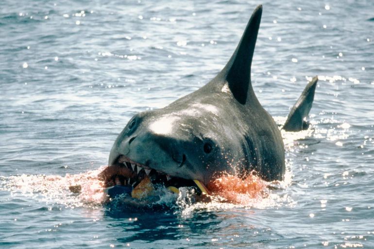 the shark bites through an inflatable lilo, having eaten young alex kintner in a publicity still from the blockbuster film 'jaws', 1975. (photo by silver screen collection/getty images)