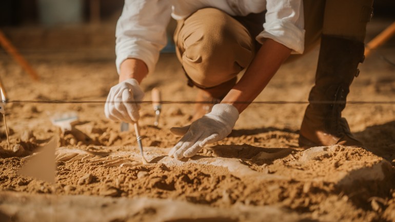 Paleontologist Cleaning Tyrannosaurus Dinosaur Skeleton with Brushes. Archeologists Discover Fossil Remains ...