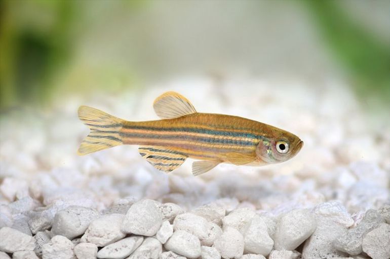 zebrafish are put under the lens at chu sainte-justine research centre to see how they repair damaged tissue – with some surprising results. credit i getty