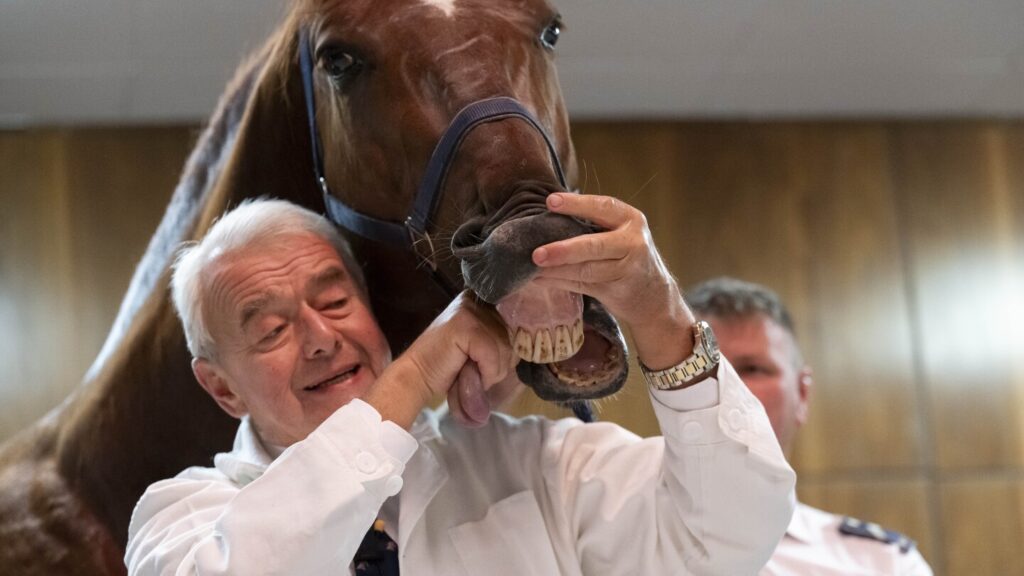 No neigh-sayers: Live horses join first-day veterinary students for anatomy lecture in Hungary