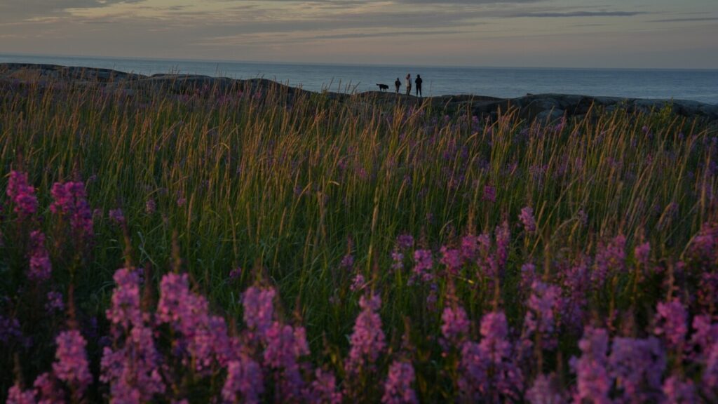 As warming threatens polar bear tourism, a Canadian town adapts and thrives