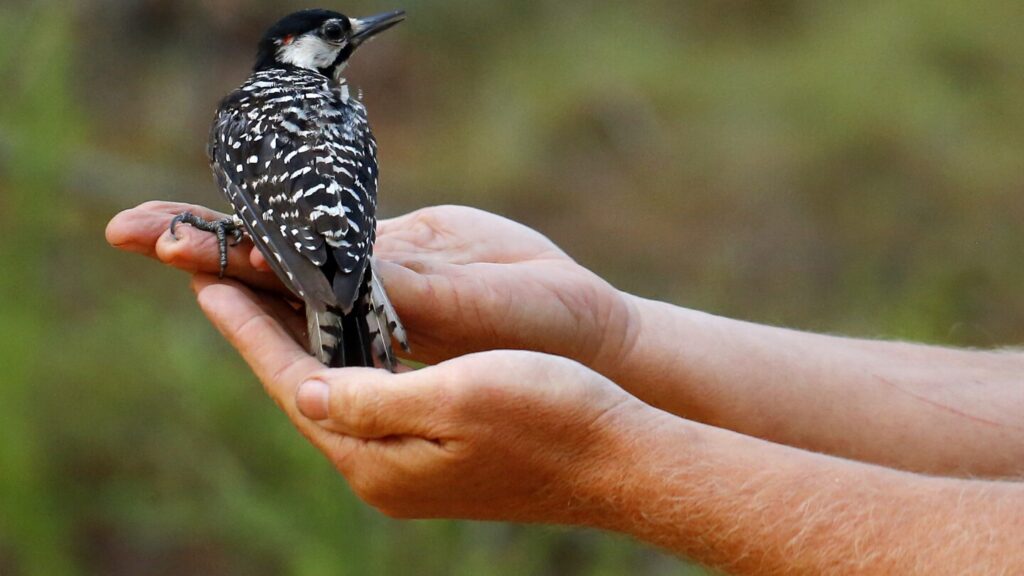 Red-cockaded woodpeckers’ recovery in southeast leads to status change from endangered to threatened