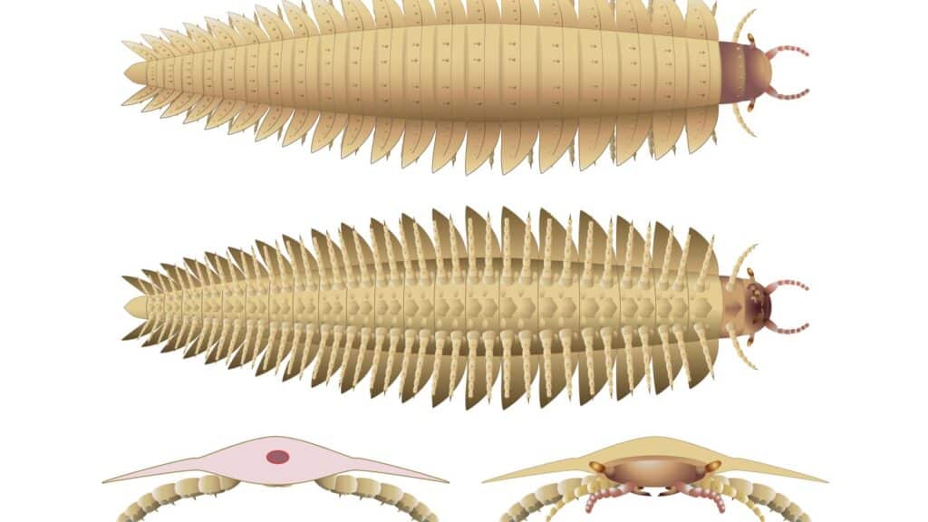 Scientists recreate the head of this ancient 9-foot-long bug