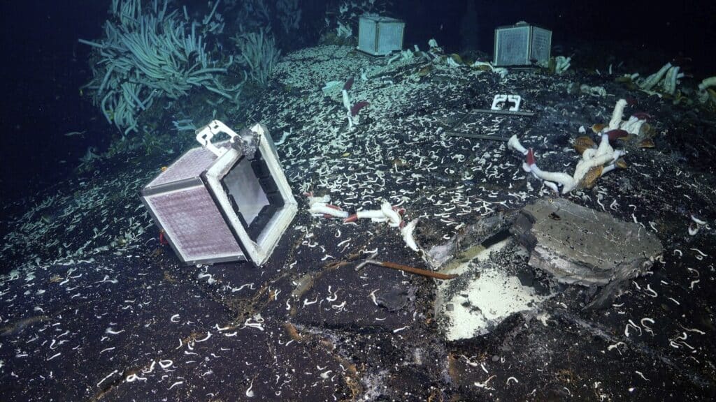 Tubeworms, snails and other weird creatures found under the seafloor