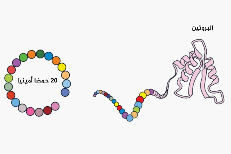 البروتينات تتكون من وحدات تسمى الأحماض الأمينية، وعددها 20 فقط