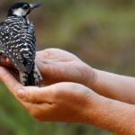 Red-cockaded woodpeckers’ recovery in southeast leads to status change from endangered to threatened