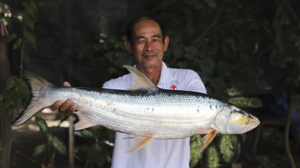 Giant fish thought to be extinct is spotted in the Mekong River