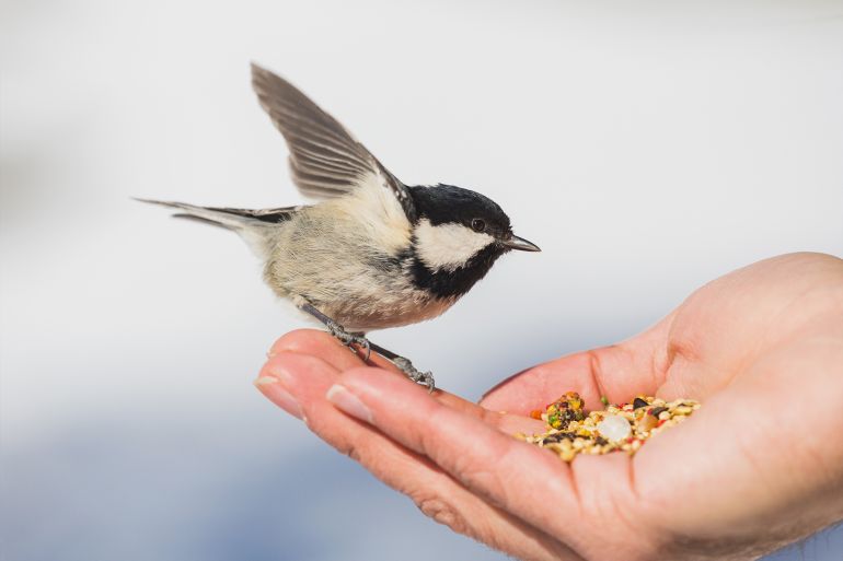 wild chickadee birds eat out of stylish man's hands in snowy forest environment by eyestravelling شترستوك