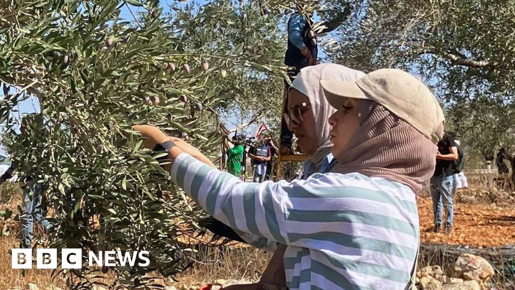 Palestinian olive harvest under threat from Israeli attacks and restrictions