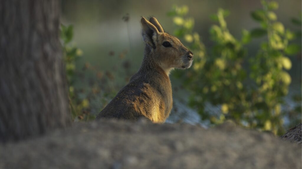 A desert oasis outside of Dubai draws a new caravan: A family of rodents from Argentina