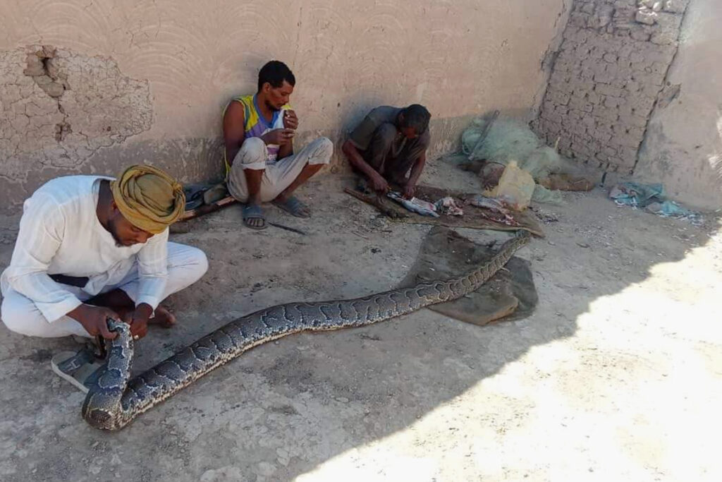 ثعابين عملاقة تظهر على ضفاف النيل بجزيرة صاي السودانية وتثير خوف السكان