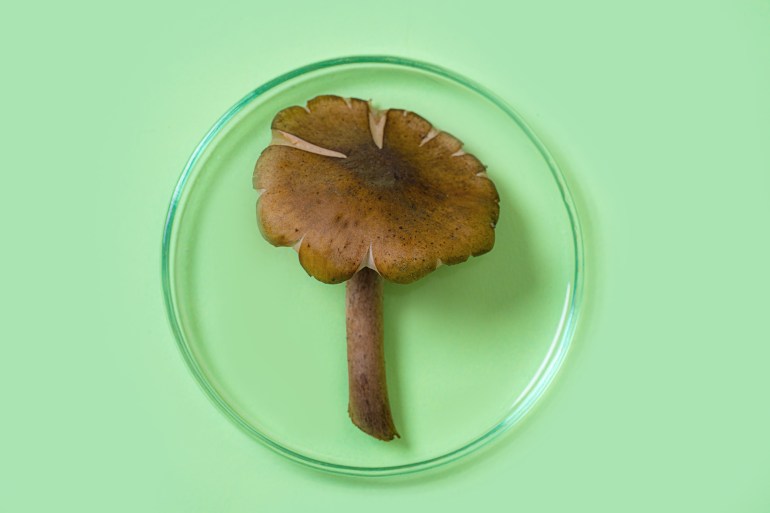 mushroom plant as ingredient for beauty cosmetic product in petri dish