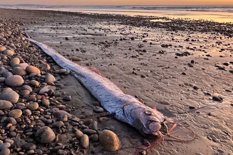 An oarfish was found on the rocky shores of Grandview Beach in Encinitas last week. Scripps Institution of Oceanography