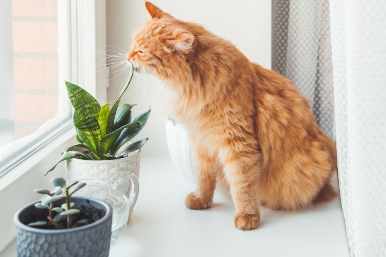 cute ginger cat sniffs indoors plants. flower pots with crassula and sansevieria. fluffy pet smells succulent plants on white window sill. peaceful botanical hobby. gardening at home.