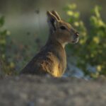 A desert oasis outside of Dubai draws a new caravan: A family of rodents from Argentina