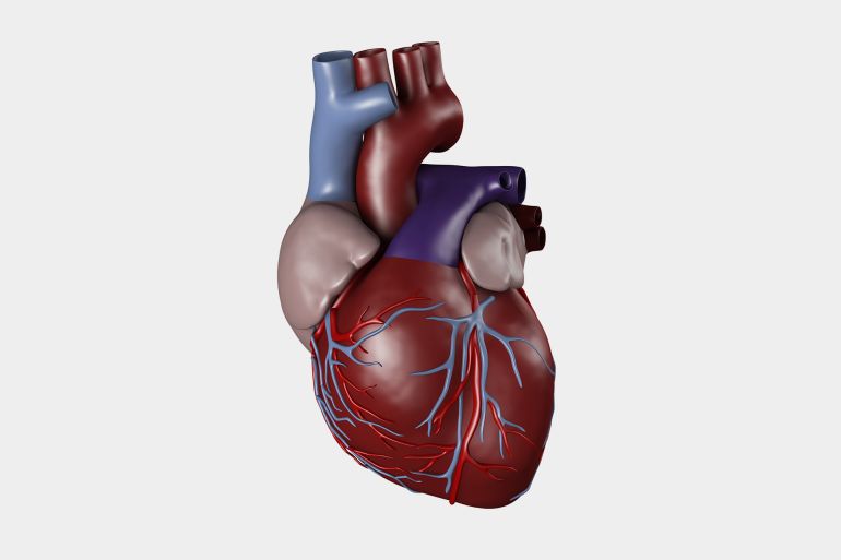 "Human heart, with aorta, pulmonary trunk, veins, left ventricle, right ventricle, left atrium, right atrium, superior vena cava, inferior vena cava and artery, on white background. Great to be used in medicine works and health."