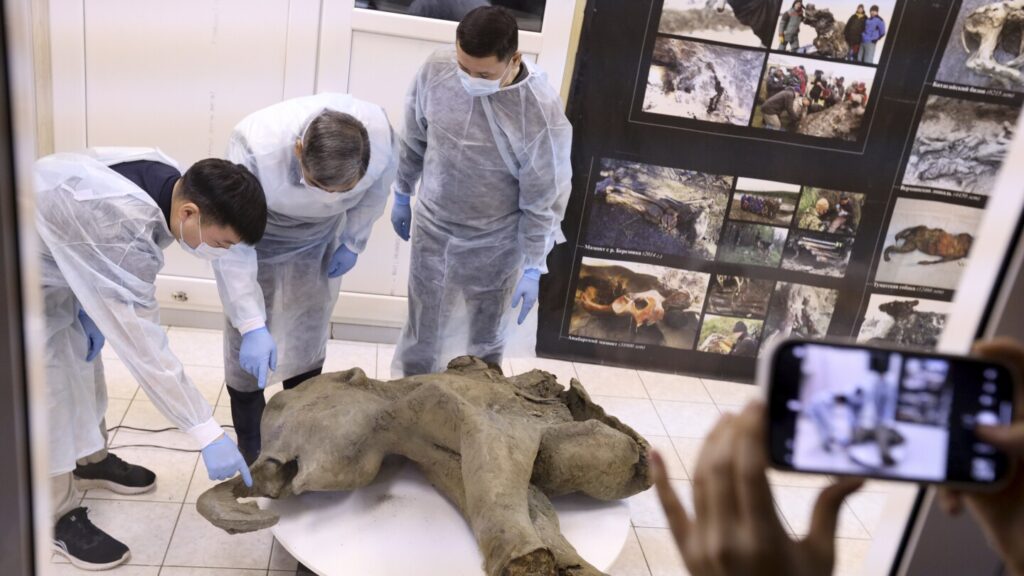 Baby mammoth preserved for 50,000 years is unveiled in Russia’s Siberia