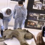 Baby mammoth preserved for 50,000 years is unveiled in Russia’s Siberia