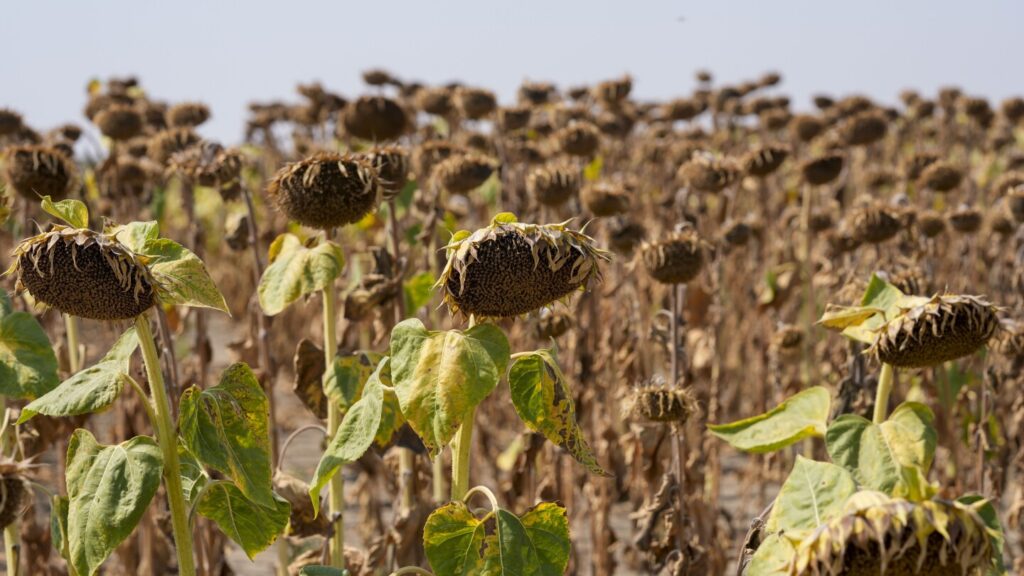 UN talks fail to reach agreement on dealing with rising risk of global drought