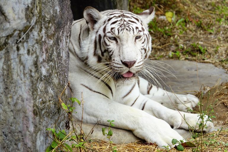 White tiger:Close up,select focus with shallow depth of field.