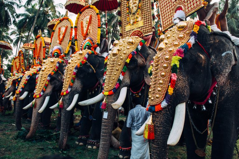 Thrissur elephant festival. Elephant festival in Kerala. Decorated elephants in India. المصدر : ادوبي ستوك