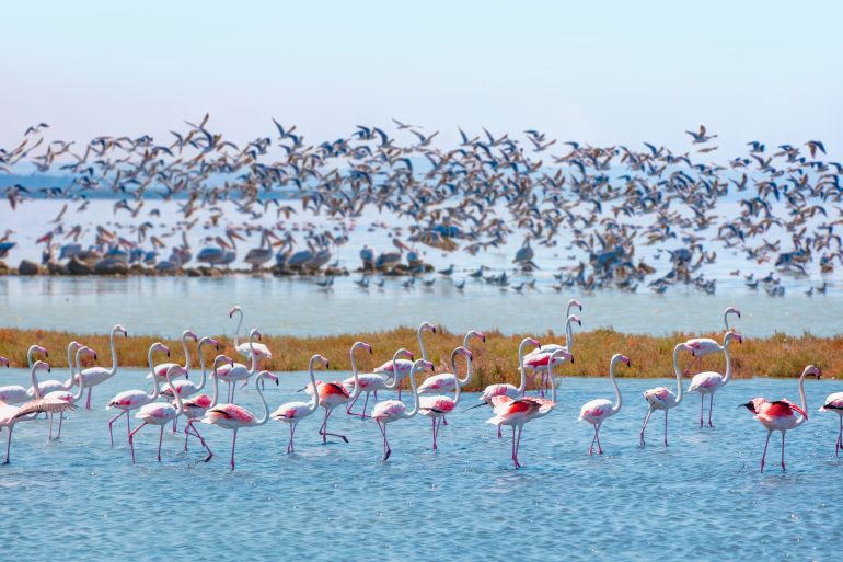 Manyas Bird Paradise National Park - Balikesir, Turkey; Shutterstock ID 1301271772; purchase_order: aljazeera ; job: ; client: ; other: