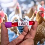 h5n1