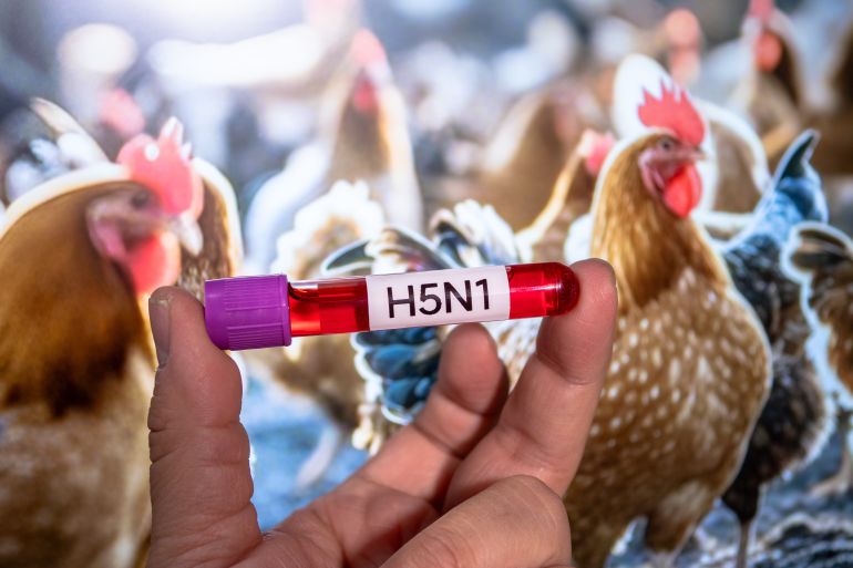 h5n1