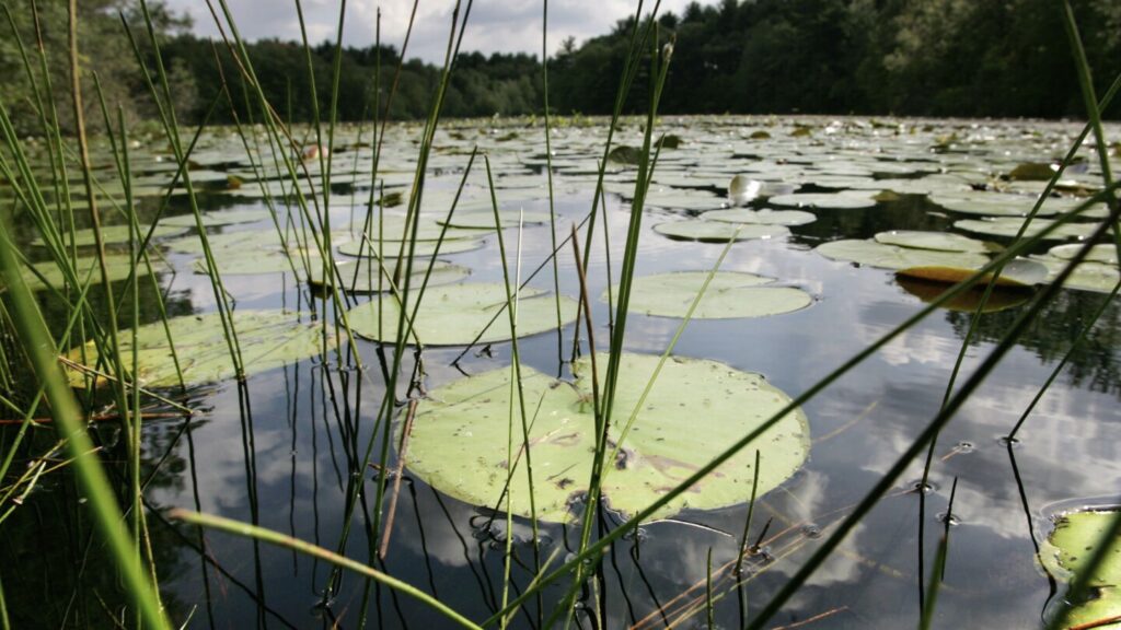 New research shows a quarter of freshwater animals are threatened with extinction