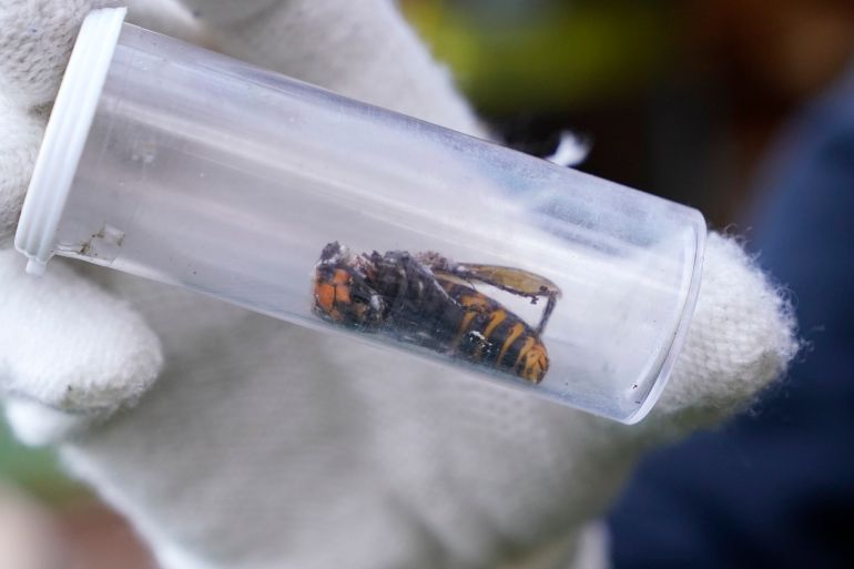 FILE - A Washington State Department of Agriculture worker displays an Asian giant hornet taken from a nest, Oct. 24, 2020, in Blaine, Wash. (AP Photo/Elaine Thompson, File)