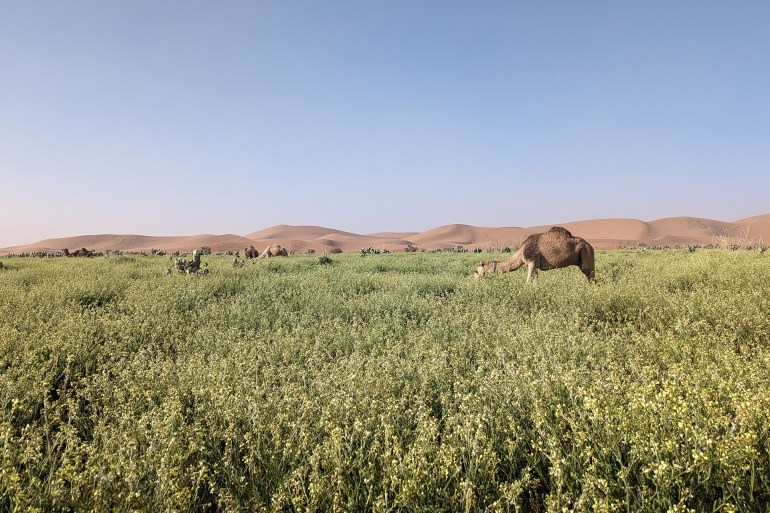 عبد الغني بلوط_ المحاميد الغزلان جنوب المغرب_ منطقة الصحراء_ وجود الكلأ يعتبر عامل استقرار للرحل