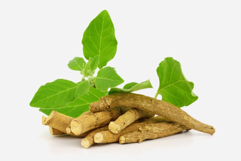 ashwagandha أضرار الأشواغاندا ashwagandha